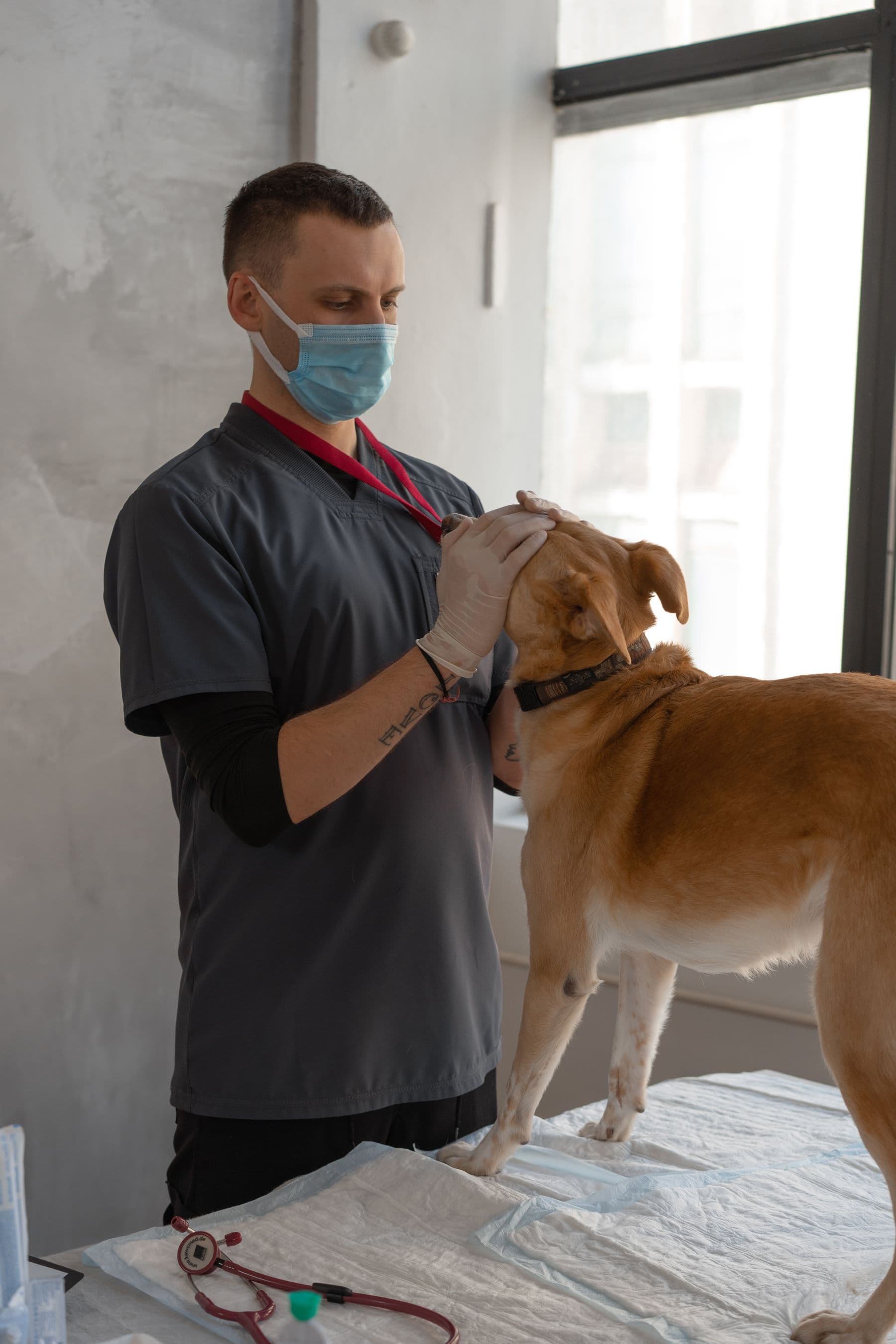 Veterinário examinando um cão com estetoscópio, com atenção e calma