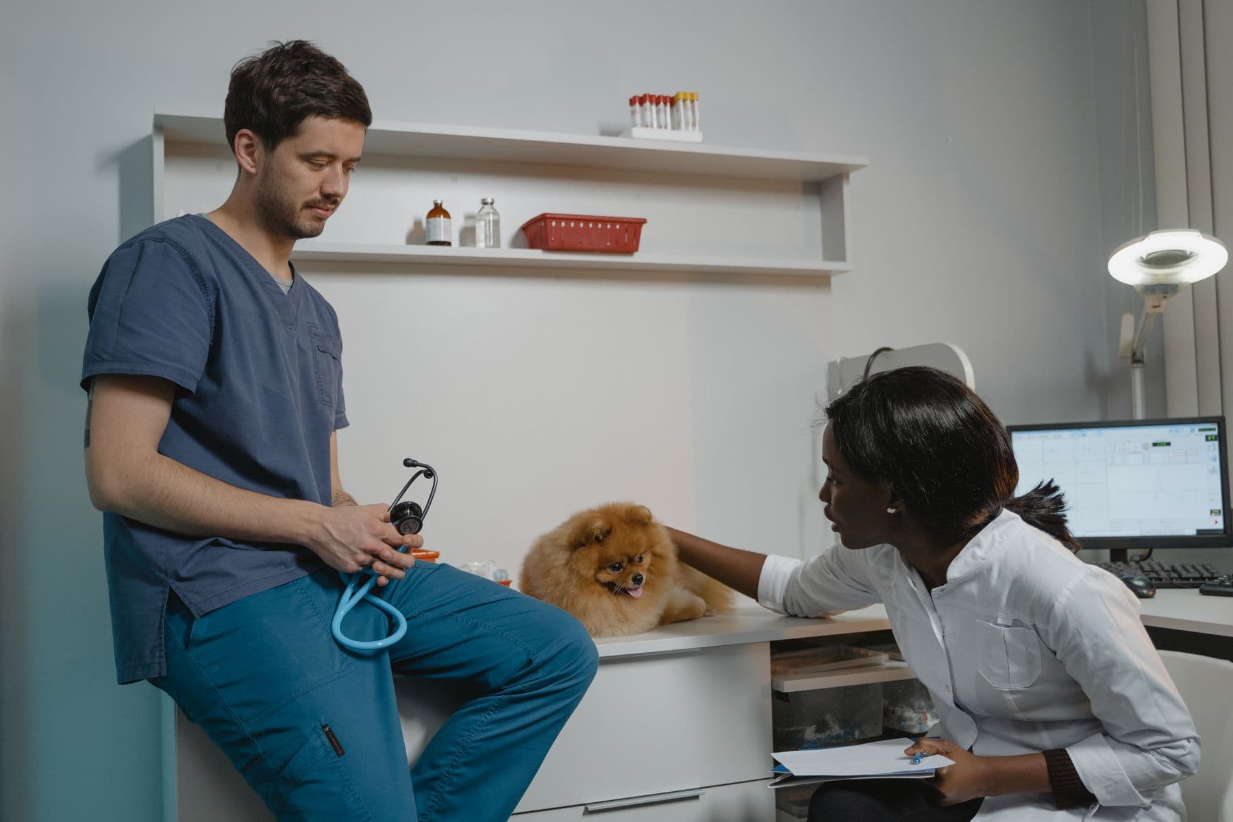 Equipe veterinária avaliando um cão em consulta especializada
